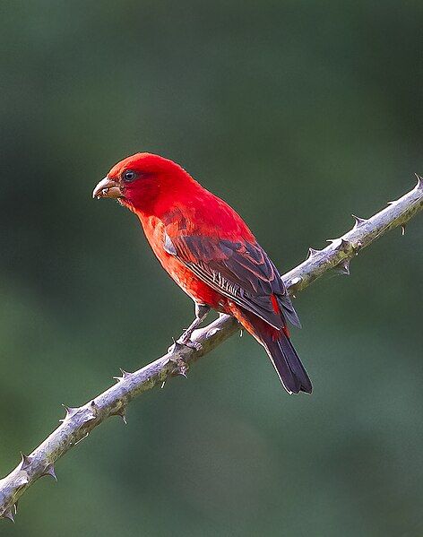 File:Scarlet Finch (23870224557).jpg