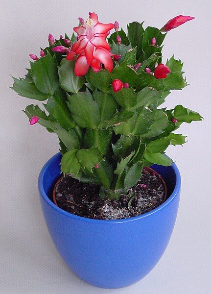 File:Schlumbergera IP.jpg