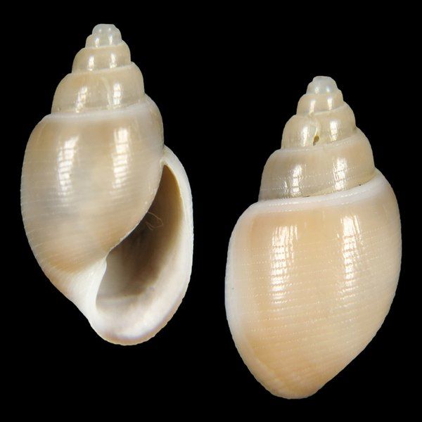 File:Seashell Acteon isabella.jpg