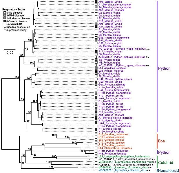 File:Serpentovirus phylogeny.jpg