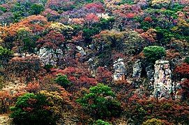 Autumn foliage in the Sierra Fría of Aguascalientes.