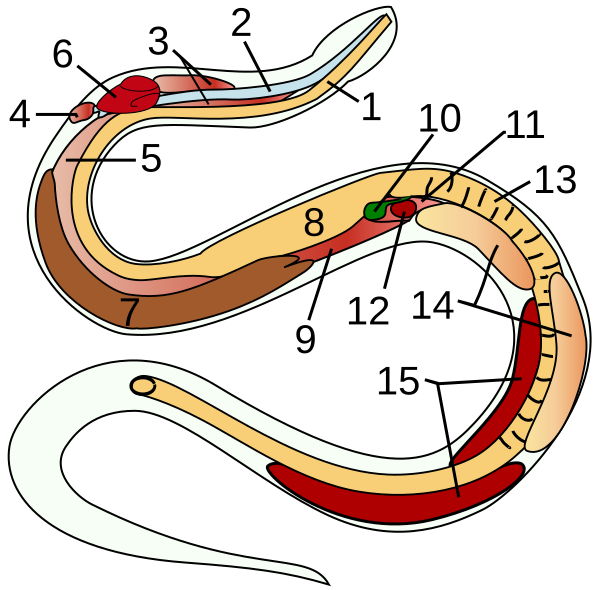 File:Snake-anatomy.svg