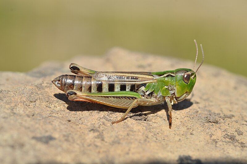 File:Stenobothrus nigromaculatus female.jpg