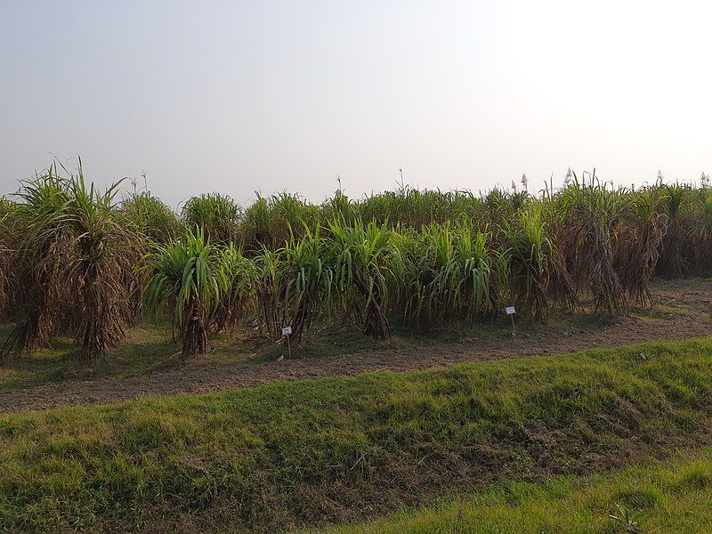 File:Sugarcane re.jpg