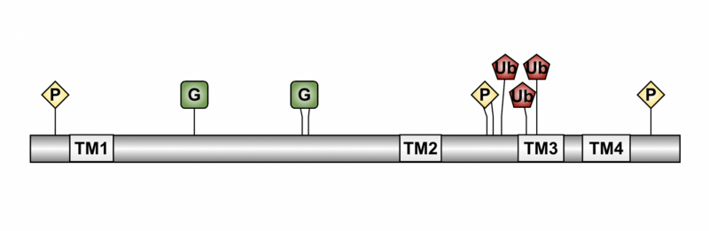 File:TMEM248 PTM diagram.png