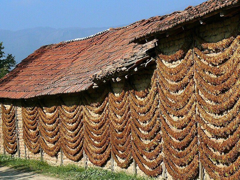 File:Tobacco Drying, Kostinci.jpg