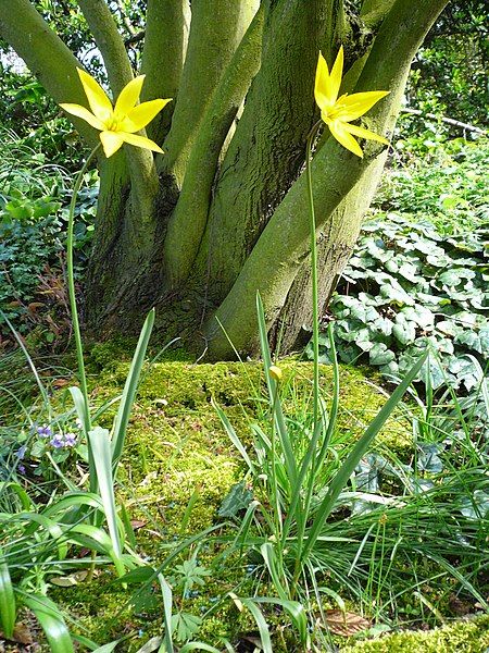 File:Tulipa sylvestris01.jpg