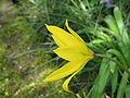 Tulipa sylvestris flower