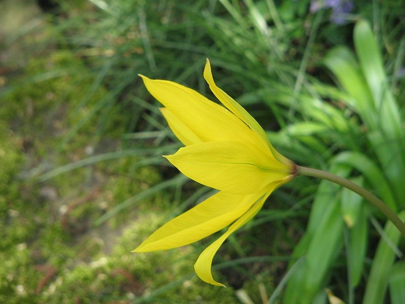 File:Tulipa sylvestris (flower)5.jpg