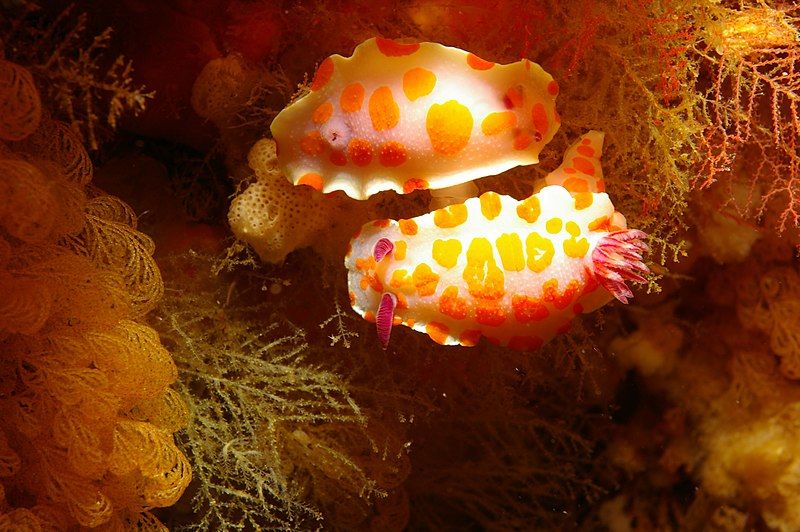 File:Two Clown Nudibranchs.JPG