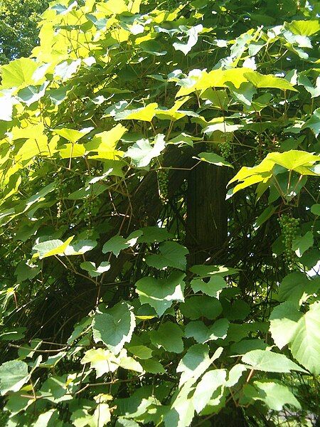 File:Vitis aestivalis BotGardBln07122011A.JPG