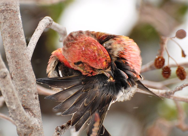 File:White-winged Crossbill Uropygial.JPG