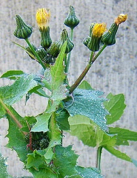 File:2006-11-16Sonchus oleraceus03-03.jpg