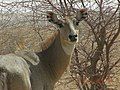 AB008 A beautiful female nilgai