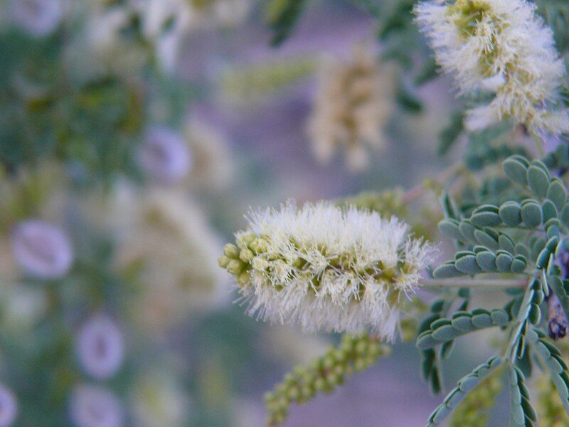 File:Acacia-greggii-flower.jpg