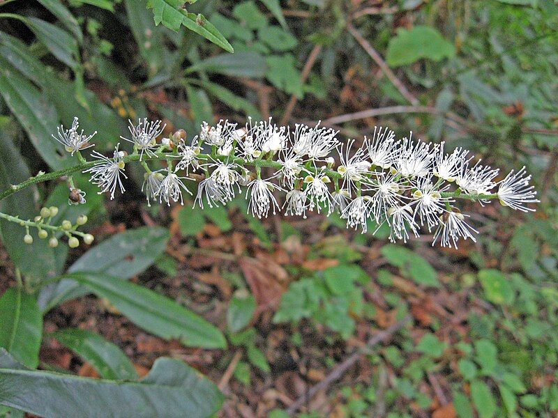 File:Actaea podocarpa.jpg