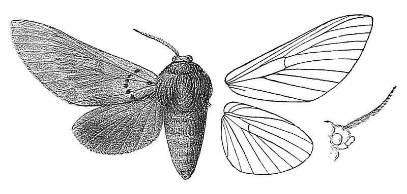 File:AlompraFerruginea.jpg