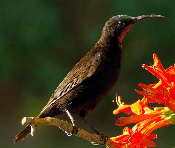 File:Amethyst sunbird.jpg