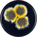 Aspergillus endophyticus growing on YES plate