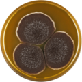 Aspergillus violaceofuscus growing on MEAOX plate