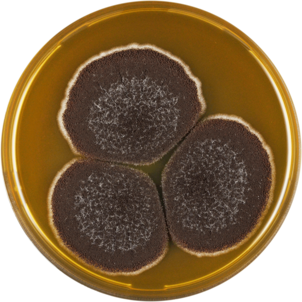 File:Aspergillus violaceofuscus meaox.png