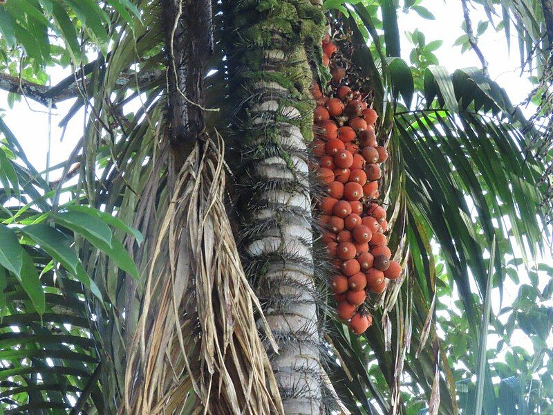 File:Astrocaryum standleyanum fruits.jpg