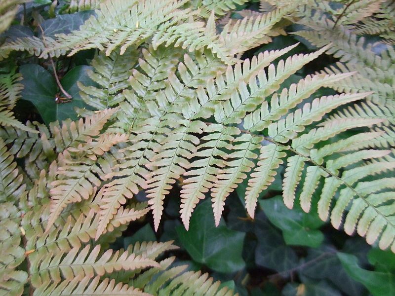 File:Autumn Brilliance Fern.jpg