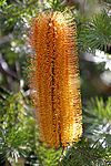 A banksia flower