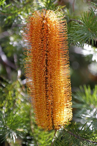 File:Banksia flower02.jpg