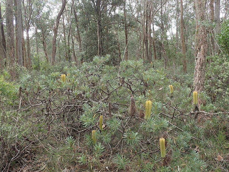 File:Banksia neoanglica habit.jpg