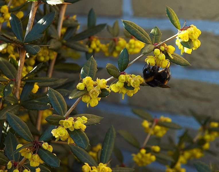 File:Berberis julianae B.jpg