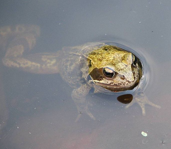 File:Bgbo frosch ies.jpg