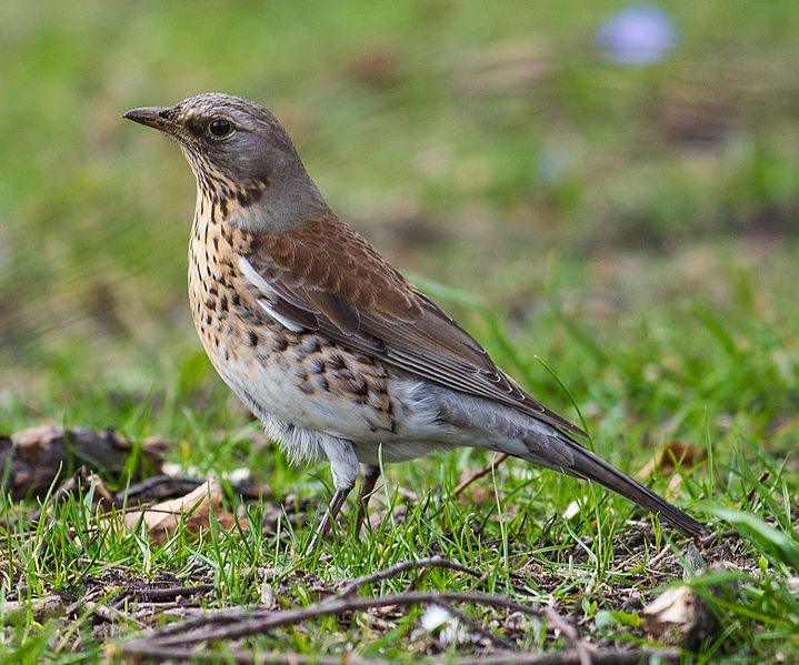 File:Björktrast (Turdus pilaris)-6.jpg