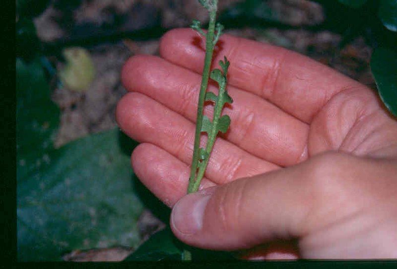 File:Botrychium minganense.jpg