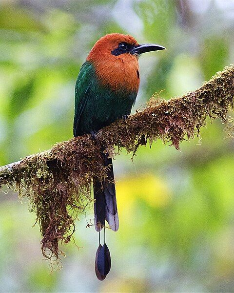 File:Broad-billed Motmot 2.jpg