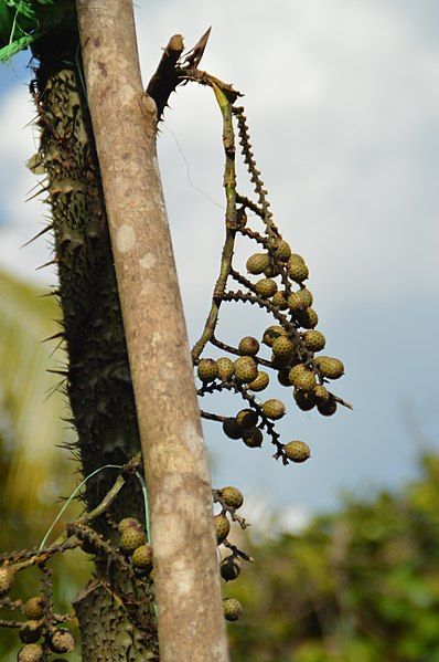 File:Buah Manau.JPG