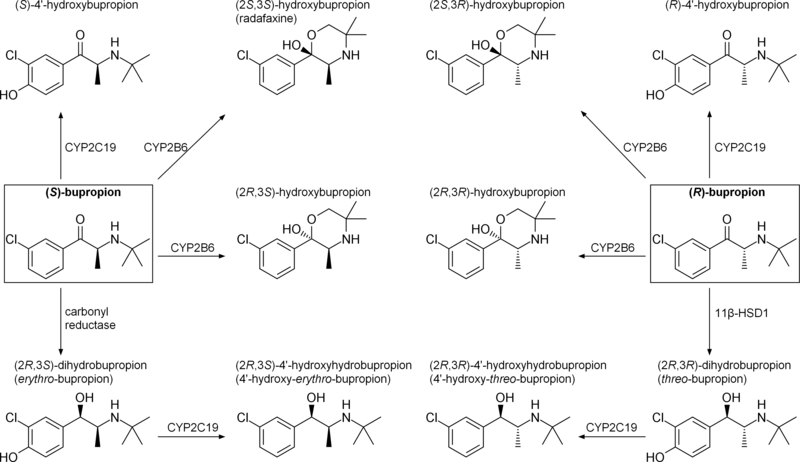 File:Bupropion metabolism.png