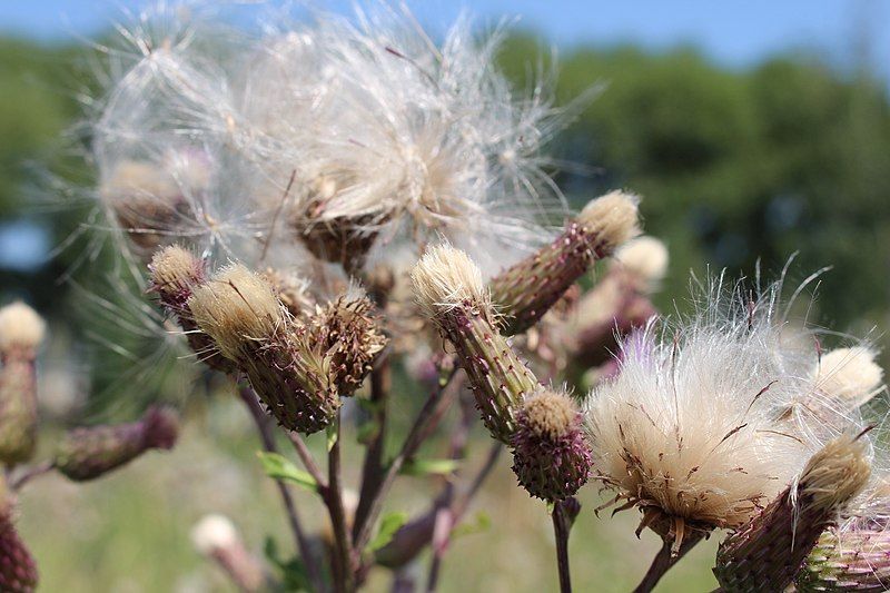 File:Canadian Thistle 2.jpg