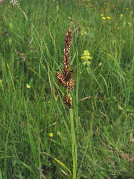 File:Carex disticha.jpeg