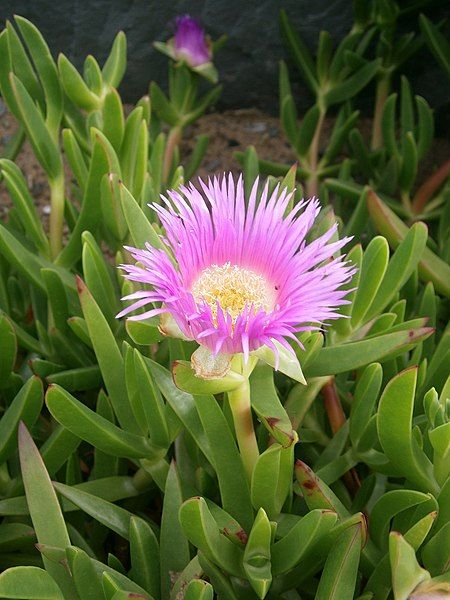 File:Carpobrotus edulis 03.JPG