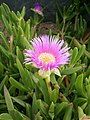 Carpobrotus edulis