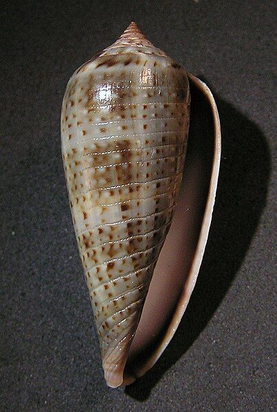 File:Conus cinereus 001.jpg