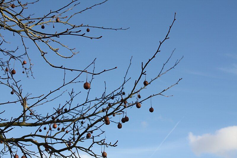 File:Davidia involucrata fruit2.jpg