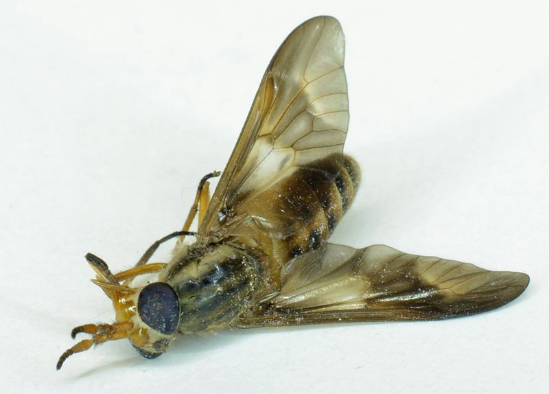 File:Deerfly 4.jpg