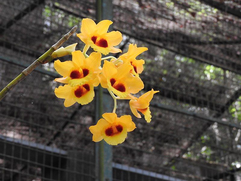 File:Dendrobium hookerianum-1-bsi-yercaud-salem-India.JPG