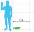 Scale diagram of Diictodon feliceps