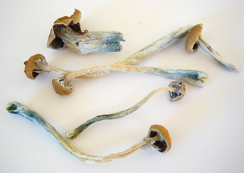 File:Dried Cubensis.jpg