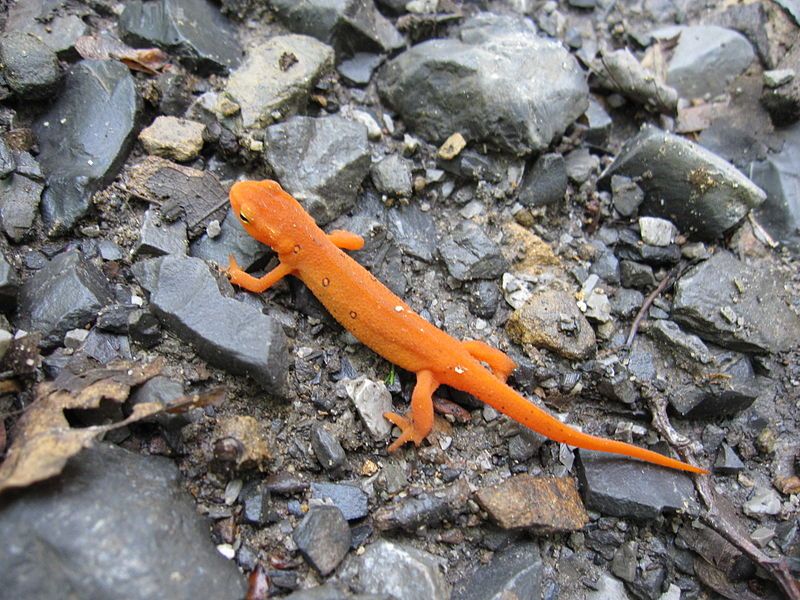 File:Eastern Newt.jpg