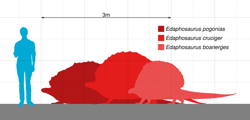 File:Edaphosaurus Scale.svg