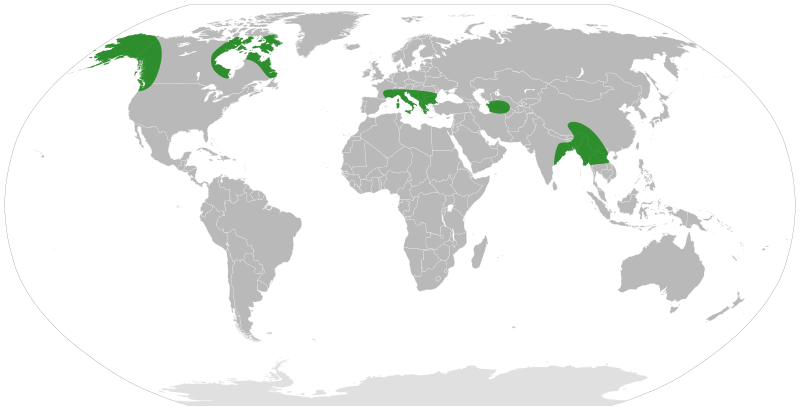 File:Elaeagnus distribution.svg